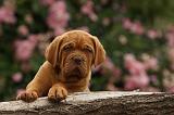 DOGUE DE BORDEAUX 339